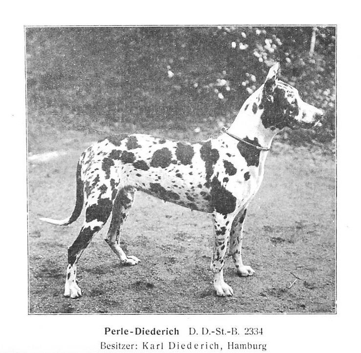 Perle-Diederich